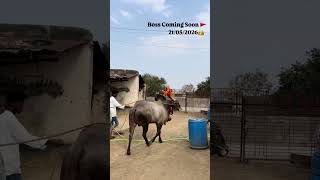 #boss #coomingsoon #karnataka #highspeed #raja #ranebennurkaraja #227 #special #name #raja #bull....