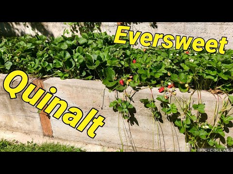 Video: Informații despre căpșuni Quinault - Aflați cum să creșteți o plantă de căpșuni Quinault