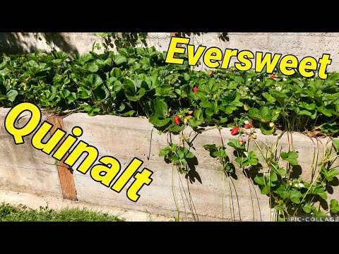 تصویری: اطلاعات Quinault Strawberry - نحوه پرورش گیاه توت فرنگی Quinault را بیاموزید