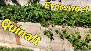 Growing strawberries: Comparing Quinalt to Eversweet everbearing strawberries
