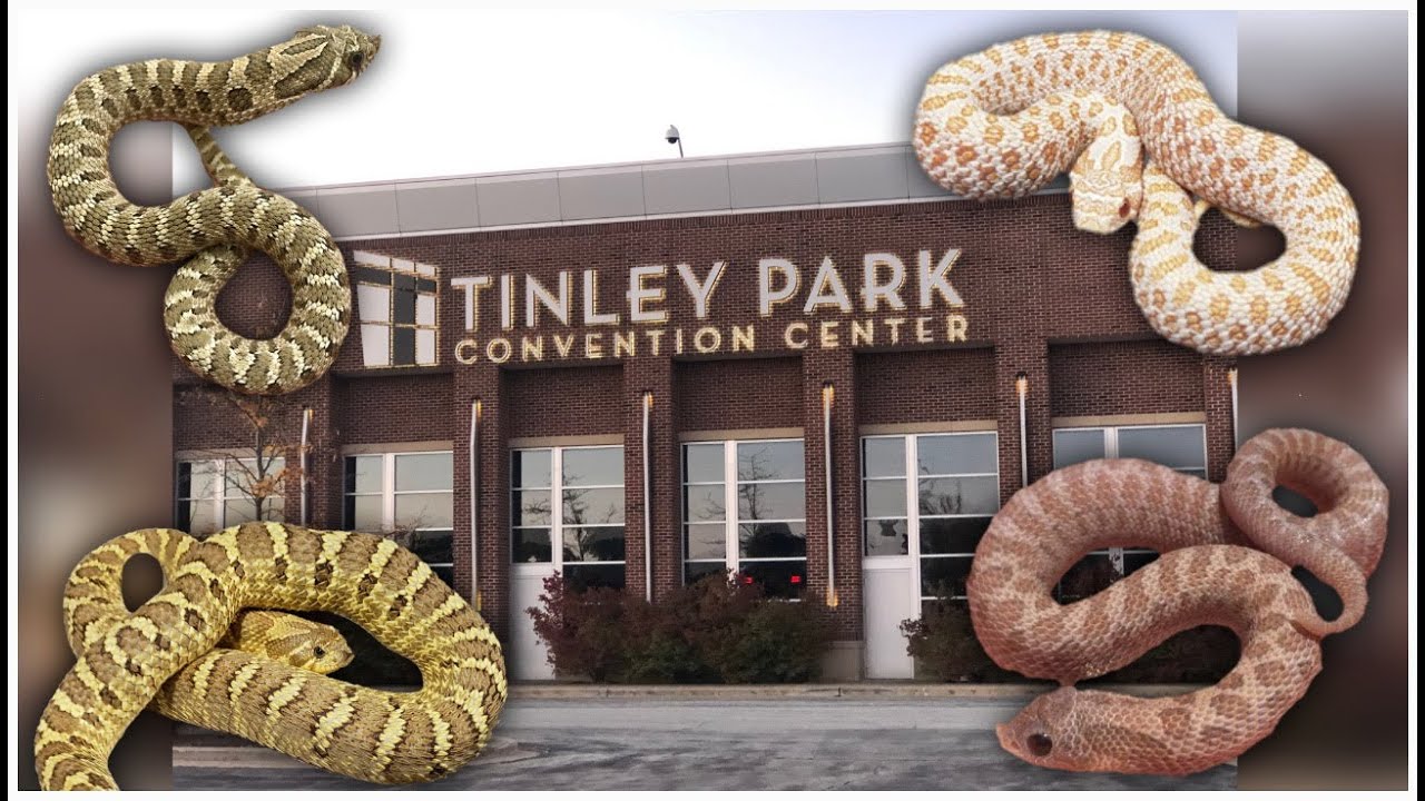 Hognose Snakes at the 2022 Tinley Park Reptile Expo YouTube