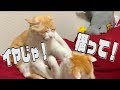 構ってちゃんに絡まれる兄と飼い主
