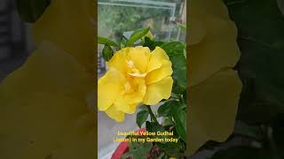 beautiful gudhal flowers gardening viral shorts