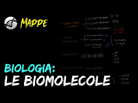 Video: Quali sono le diverse biomolecole?