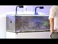 Reviving my algaeinfested tank  blue reef tank