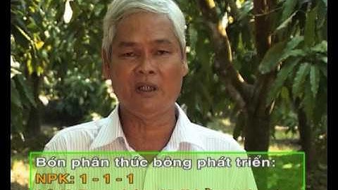 Xử lý ra hoa xòai và phòng bệnh thán thư   Cabrio Top