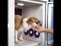 AEOLUS Compartment Dryers – Efficient, Quiet & Safe Drying for Professional Groomers