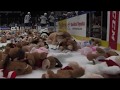 Eighth-Annual Stanley Steemer Tired Teddy Toss
