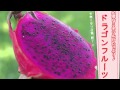 妻の頭はドラゴンフルーツ