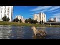 Czechoslovakian Wolfdog &quot;APOLÓNIA Ozvena hôr&quot; @ West Morava, Čačak