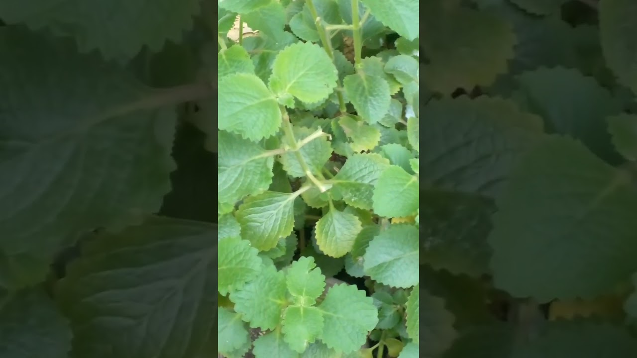 MY OREGANO OVER LUSHY