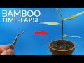 BAMBOO Growing From Seed Time-lapse