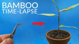 Bamboo Growing From Seed Time-Lapse