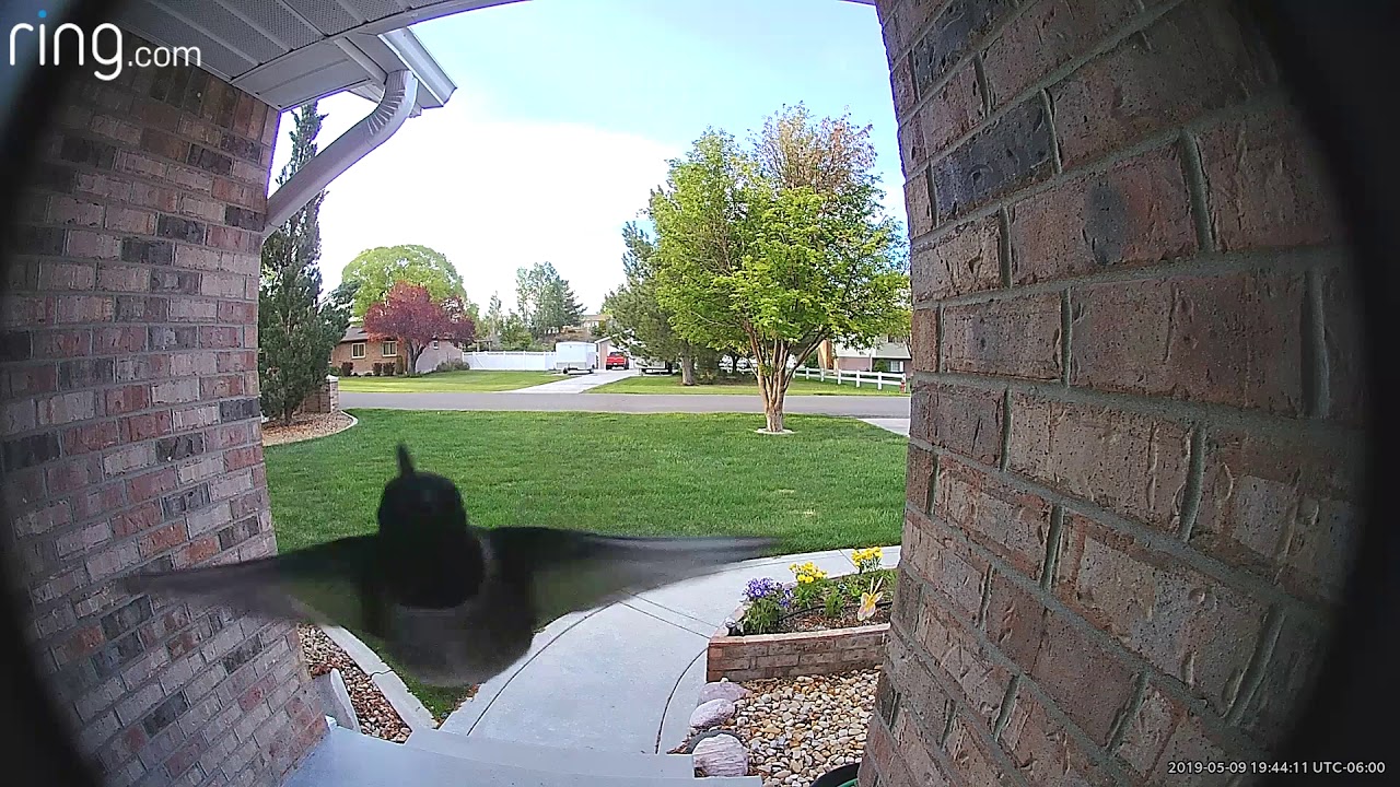 Ring Doorbell Hummingbird YouTube