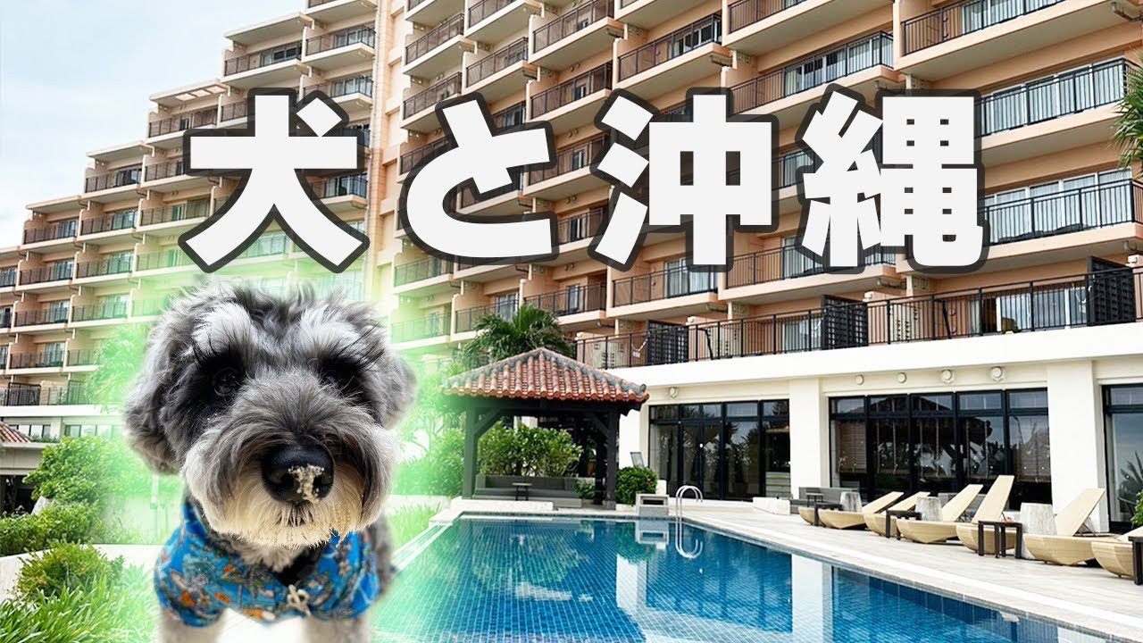 犬と泊まれる沖縄のホテルが最高でした！！【ミニチュアシュナウザー】
