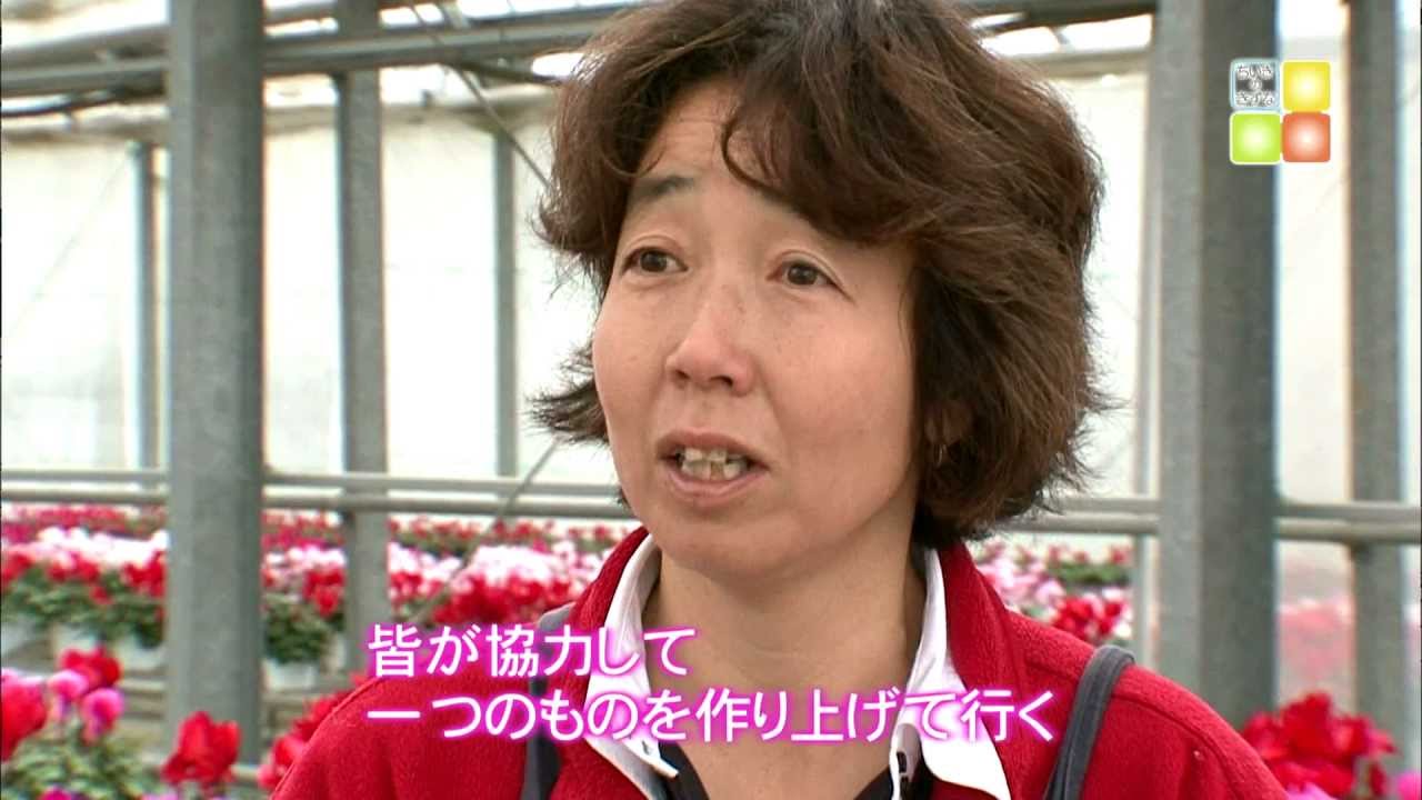 「宇陀シクラメン」