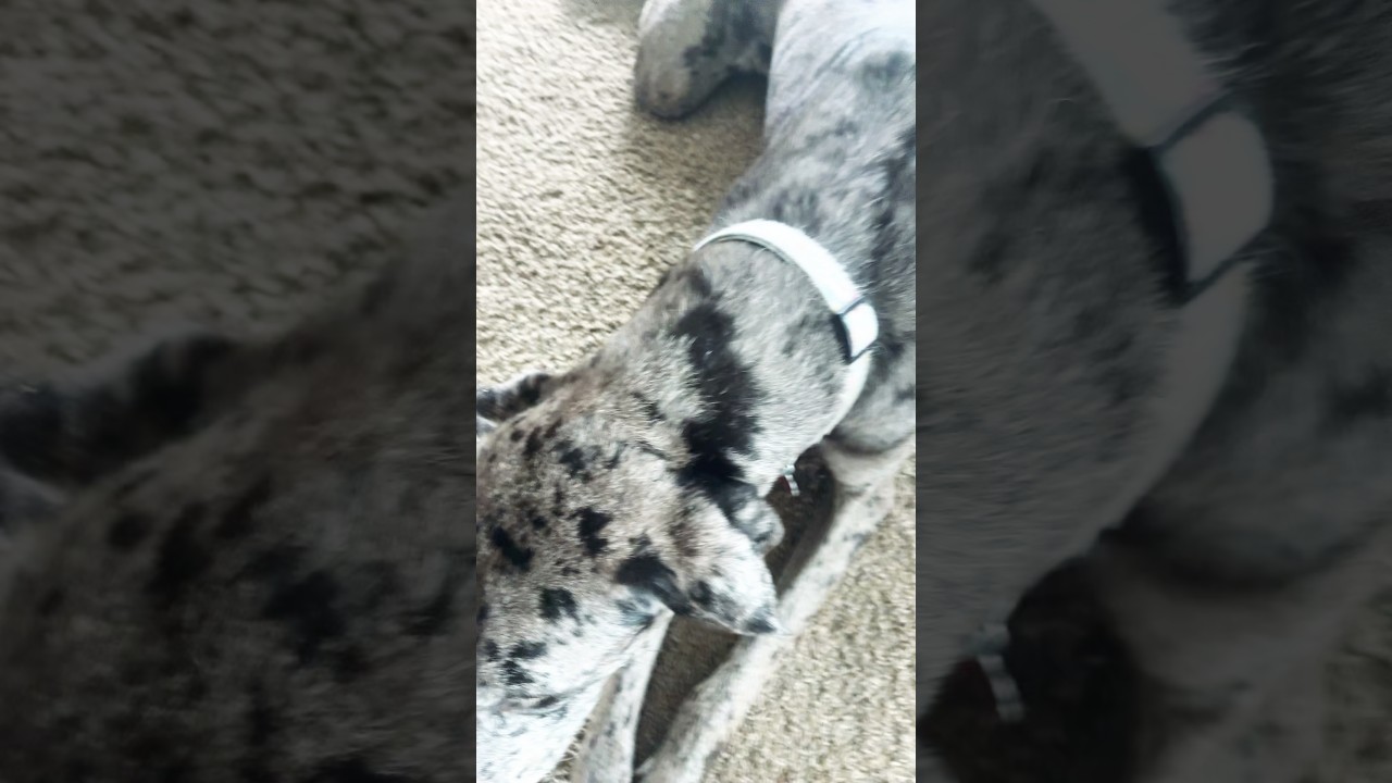 #puppy #greatdane #dog #dogs CUTE PUPPIE DOG