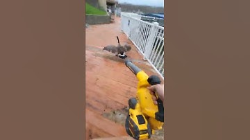 How to get rid of geese