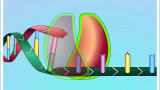 Mechanisms of NRTI Resistance (Primer Nucleoside Unblocking)