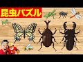 昆虫パズルで遊ぼう!つーちゃんとボビーくん♪