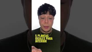 Las 5 Mejores Plantas Para Interiores