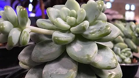 How to Care for Succulents - Expert Advice - DayDayNews