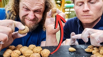 CRUSH WALNUT WITH FINGERS, POSSIBLE?