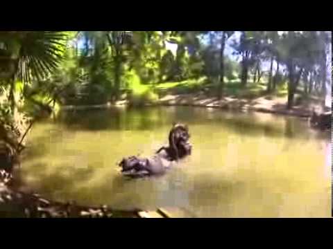 New Georgia, the Sochi region. Сочи.განახლებული საქართველო, სოჭის რეგიონი.