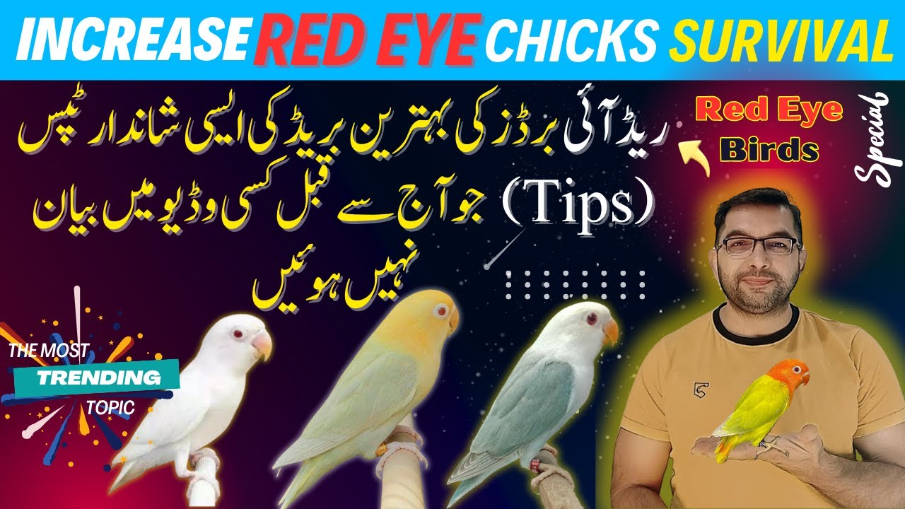 😱Increase Survival  of Red eye birds Chicks | Pale fallow | Birds keeping 