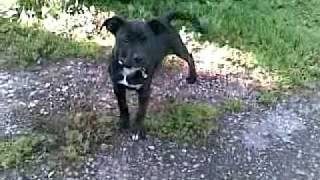 Zara, X Stafford Tiene Casa