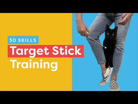 Video: Instruirea pisicii dvs.: modul în care direcționarea poate ajuta