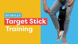 Target Stick Training: 30 Skills To Teach Your Cat by Cat School Clicker Training 9,259 views 1 year ago 3 minutes, 35 seconds