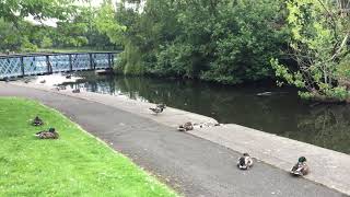 Ducks napping in victoria park glasgow ...