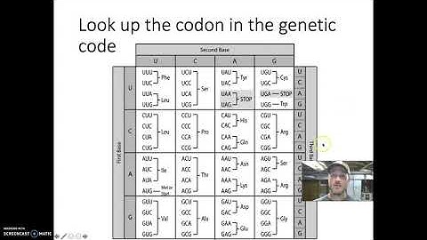 Transcribe and Translate a DNA Sequence