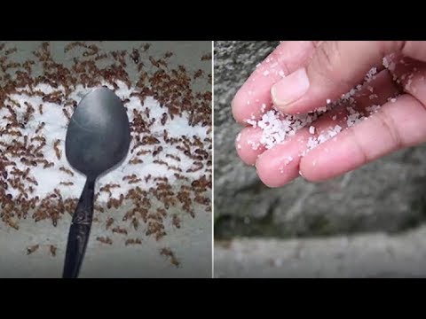 Thử ngay đi 7 chiêu độc diệt sạch đàn kiến không cần hóa chất dùng 10 lần hiệu quả cả 10 | Foci