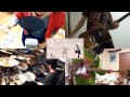 【4人で】アイマイ独立宣言/ゆうゆ【やってみた】