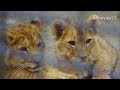 赤ちゃんライオン ヤマトとゆうひ(釧路市動物園)~Lion Babies　"Yamato" &"Yuhi"