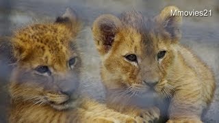 赤ちゃんライオン ヤマトとゆうひ(釧路市動物園)~Lion Babies　