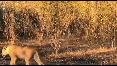 My First Vlog In Forest 🦁 #vlog #first vlog  #video