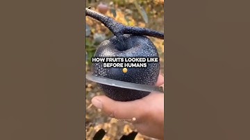 How Fruits Looked Before Humans 🍆😳#iwonderalot