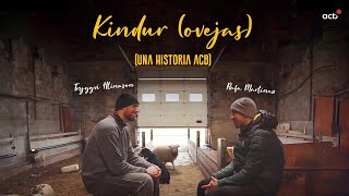 Kindur (Ovejas) I Documental acb