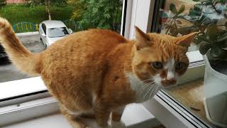 Beautiful red cat on the window. by StreetWorld Cats 189 views 3 years ago 4 minutes, 3 seconds