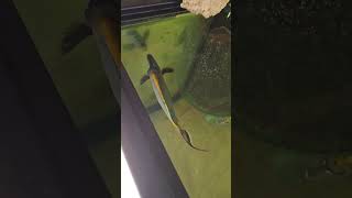 Blond Naso Madness L And Xl