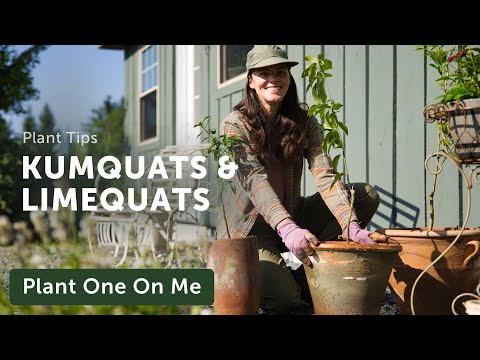 Video: Wat is een Limequat - Informatie over het kweken van een Limequat-boom