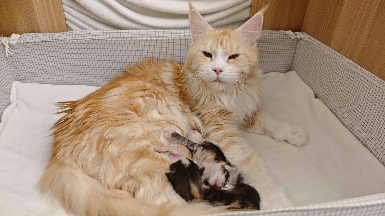 Livestream With Ada and Her Kittens!