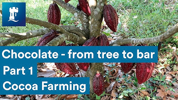 Chocolate from tree to bar - Cocoa Farming