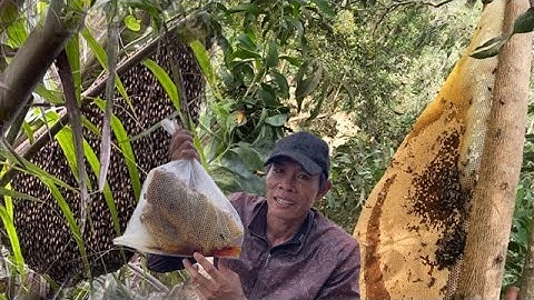 Cận Cảnh Bắt Ong Rừng Tổ Ong Khủng Khiếp Dài 1M8 Đóng Trên Cây Tràm Bông Vàng @luc68tv