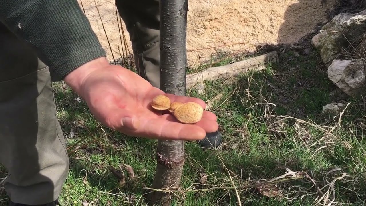 EN KOLAY SONUÇ VEREN AŞI