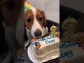 【デコピンのハイライト動画】✨🐶♥️✨ #デコピン #大谷翔平 #ドジャース #decoy #shoheiotani #dodgers #