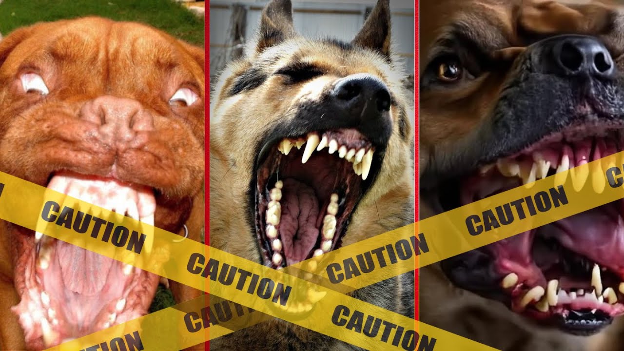 Top 10 Most Dangerous Dogs Worldwide (You Won't Believe no.1) YouTube